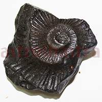 Shaligram 10770 75gm